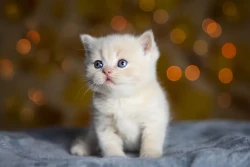 همه چیز در مورد گربه ها